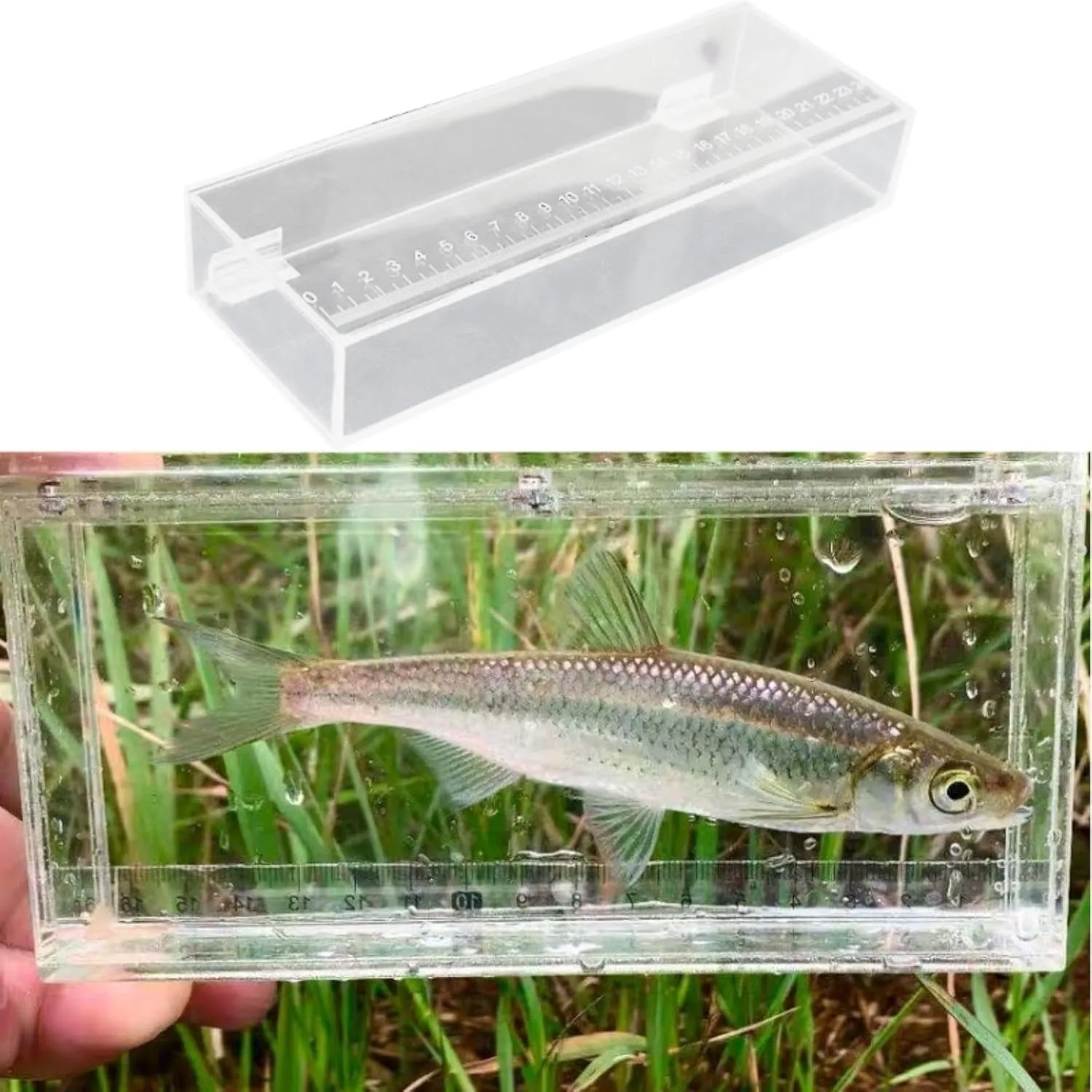 Fishing Photo Tank Fish Isolation Box Acrylic Aquarium Transparent Hatching Incubator Case, 25x4.4x9cm