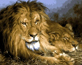 Generic Lions Collection PD (15) - A Lion and a Lioness by Géza Vastagh - Van-Go Paint-by-Number Kit 60x75cm no Frame