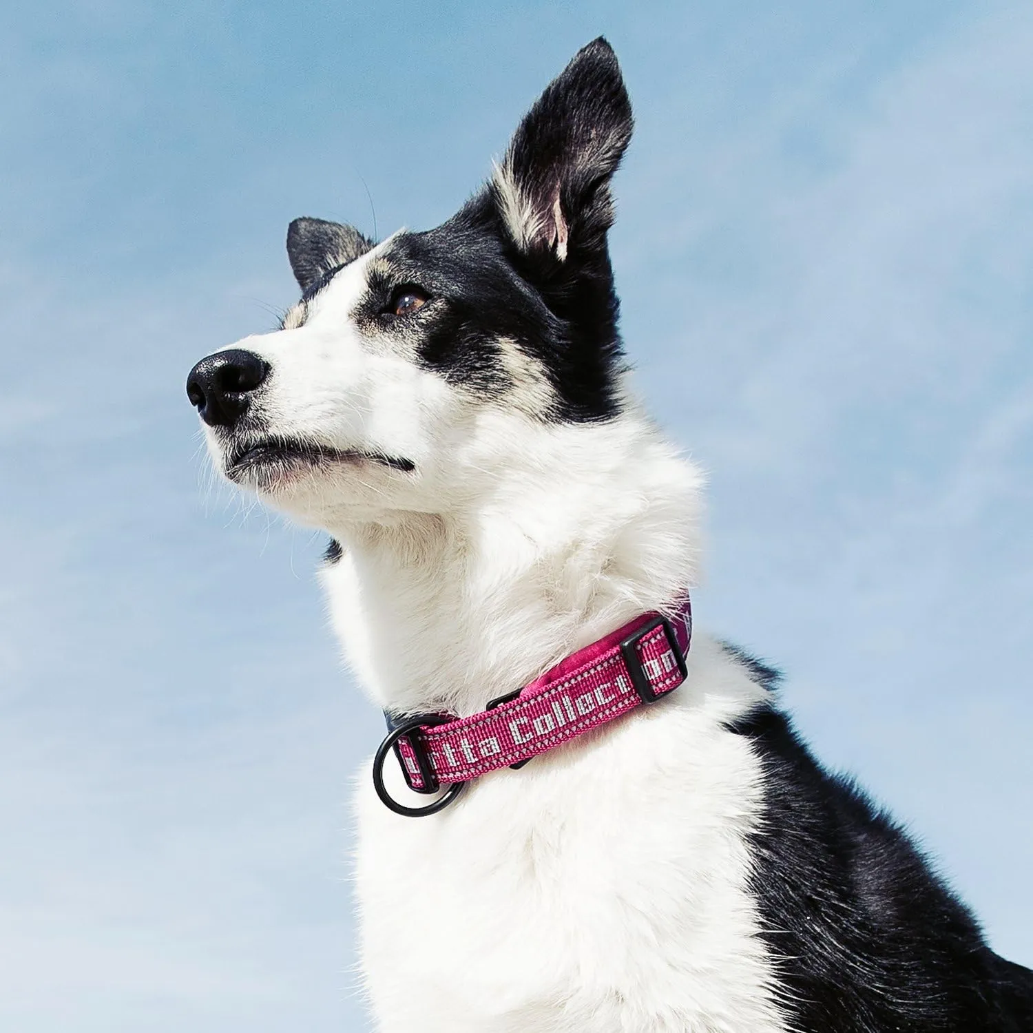 Hurtta Padded Dog Collar, Juniper, 14-18 in