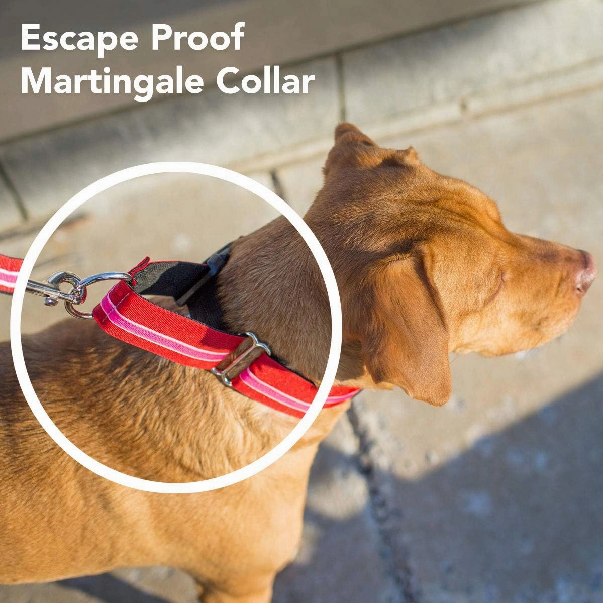 If It Barks - 1.5" Martingale Collar for Dogs - Adjustable - Nylon - Strong and Comfy - Ideal for Training - Made in USA - Large Bubble Gum