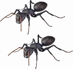 Kaiyodo REVO GEO Black Ant Total Length Approx. 4.5 inches (115 mm), Non-scale, PVC & ABS, Painted Action Figure