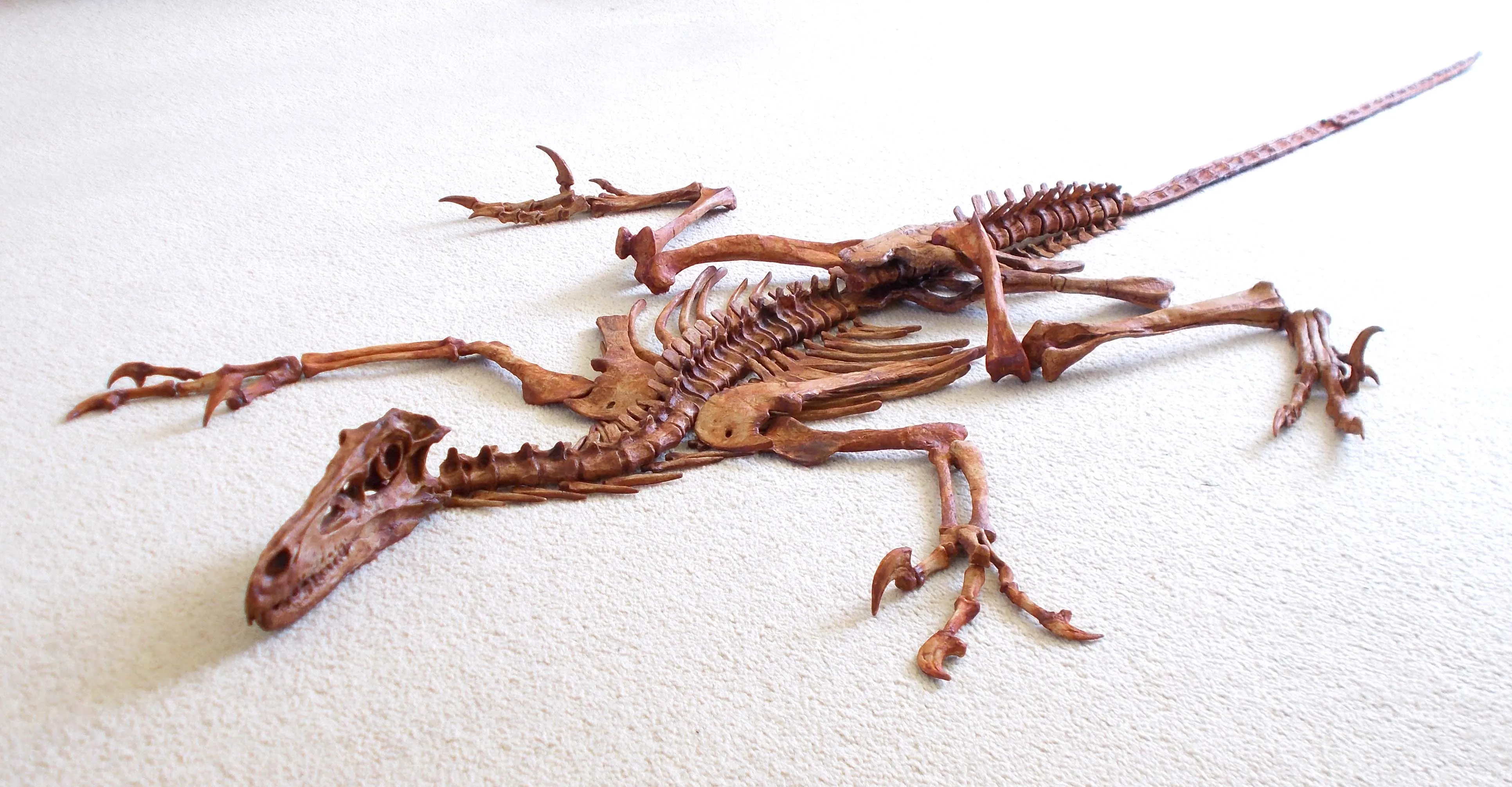 Velociraptor Skeleton Replica Fossil by TRIASSICA