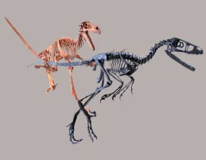 Velociraptor Skeleton Replica Fossil by TRIASSICA