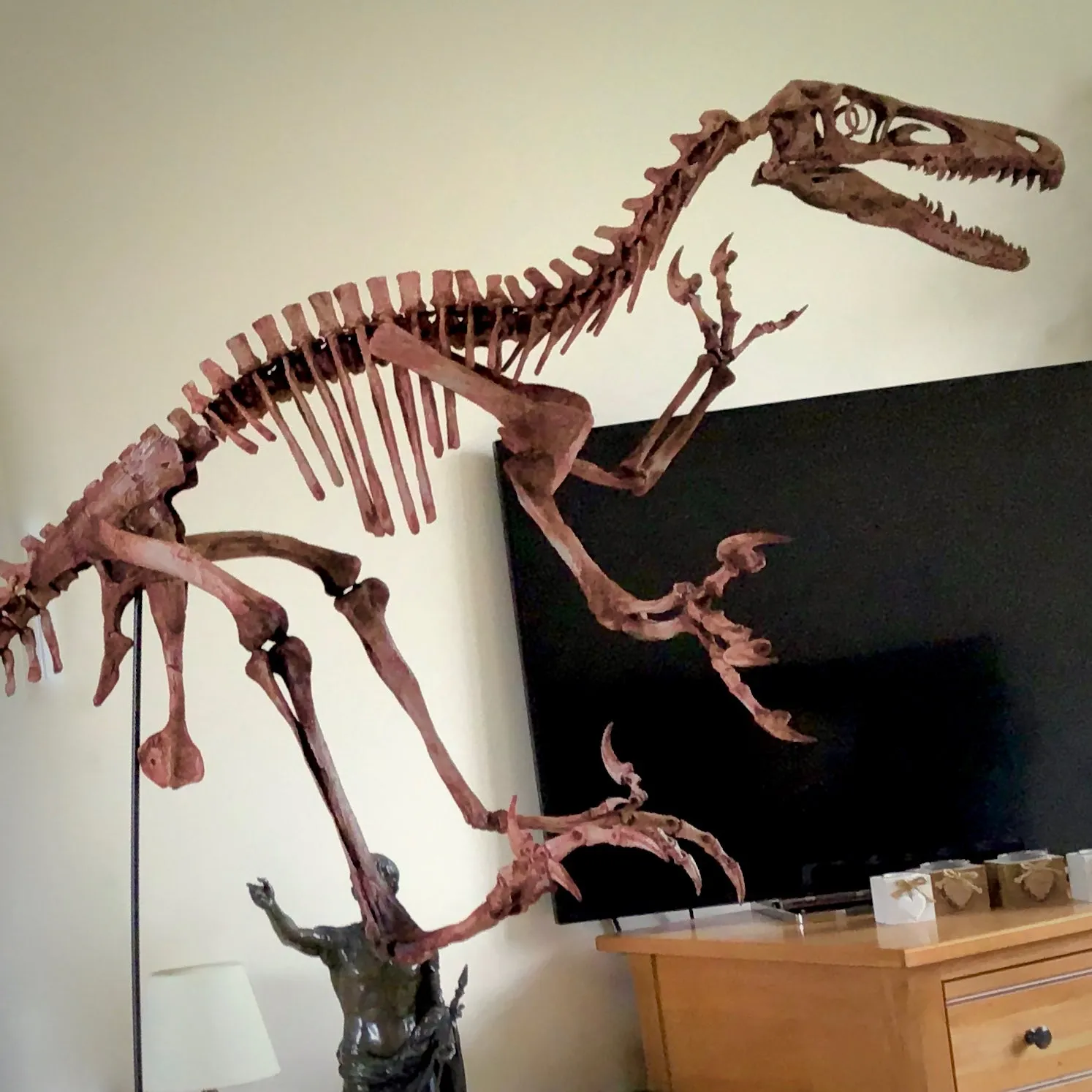 Velociraptor Skeleton Replica Fossil by TRIASSICA