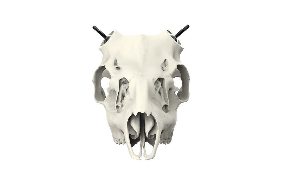Whitetail Skull - (Hand Painted, Hyper-realistic)