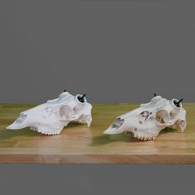 Whitetail Skull - (Hand Painted, Hyper-realistic)