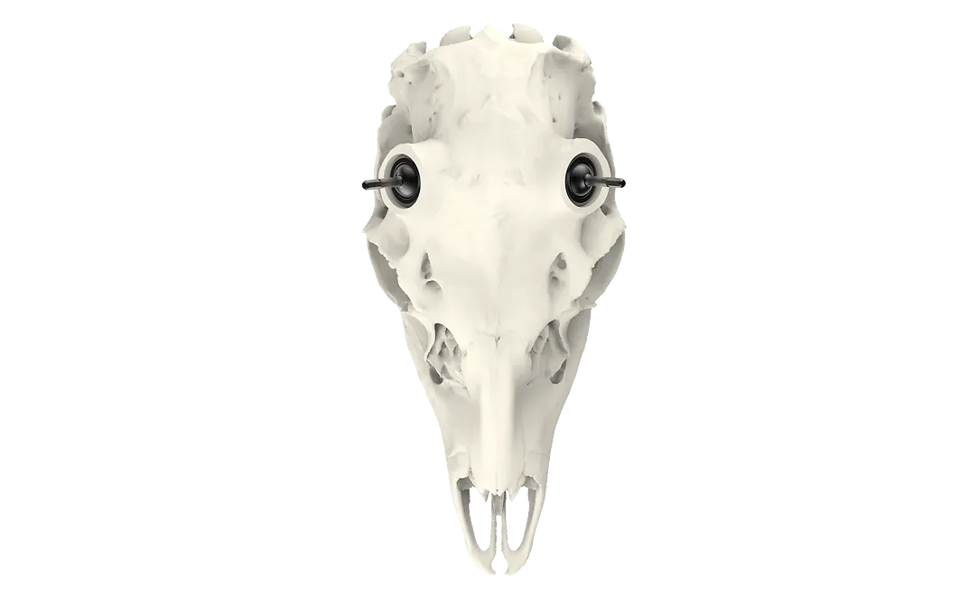 Whitetail Skull - (Hand Painted, Hyper-realistic)