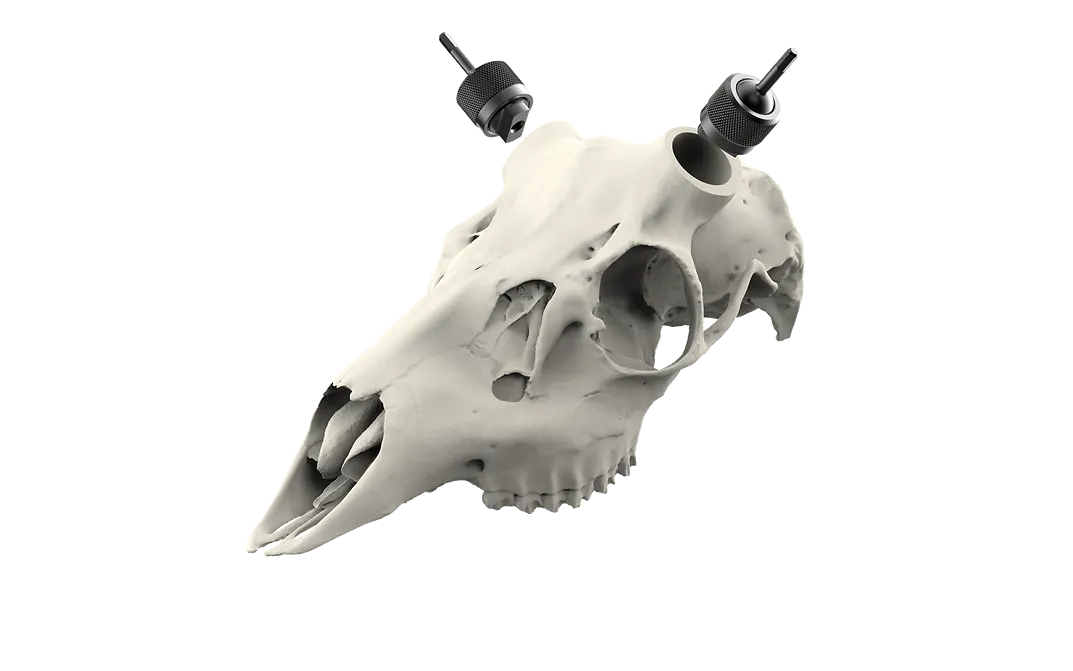 Whitetail Skull - (Hand Painted, Hyper-realistic)
