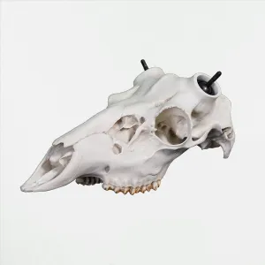 Whitetail Skull - (Hand Painted, Hyper-realistic)