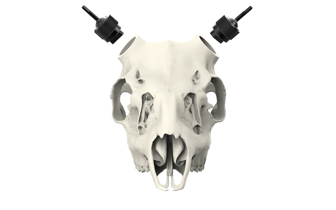Whitetail Skull - (Hand Painted, Hyper-realistic)